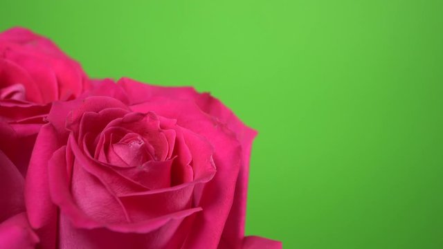 Pink roses isolated at green background. Floral corner frame real time 4k video footage.