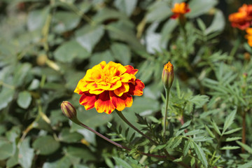 French yellow and red marigold