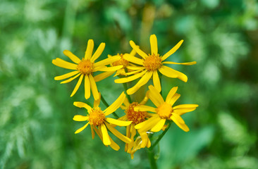 Ligularia  sibirica