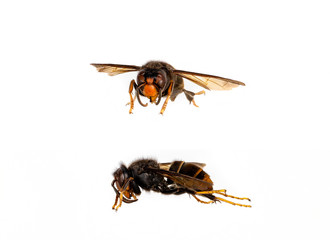 Vespa velutina nigrithorax