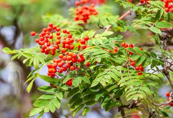Branch of rowan tree with red berries on bright day in autumn