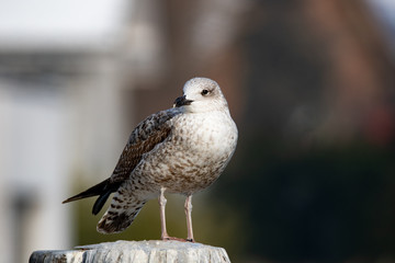 Vögel in der Natur