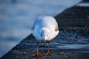 Vögel in der Natur