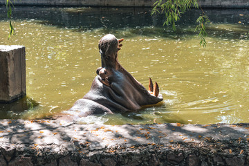 hippopotamus opened his mouth in water