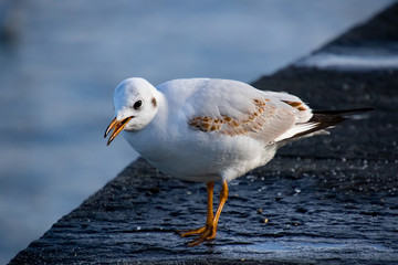 Vögel in der Natur