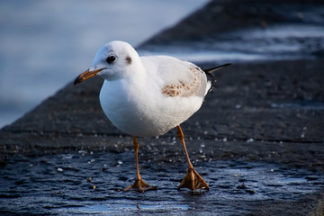 Vögel in der Natur