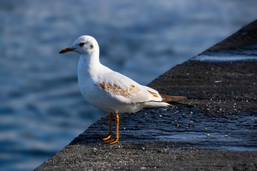 Vögel in der Natur