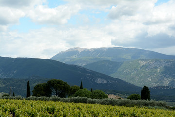 Fototapeta premium Close up of the Mont Ventoux, Ventoux mountain. In the foreground mountains, fields, vines, vinyard, cypres, umbrella pines, a house. A cloudy sky. Spring in France, Provence.