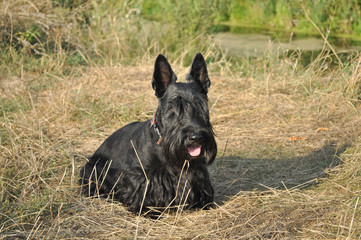 Scottish Terrier posing by the river