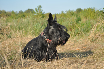 Scottish Terrier posing by the river