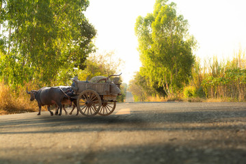 Fototapeta premium old tractor in the field