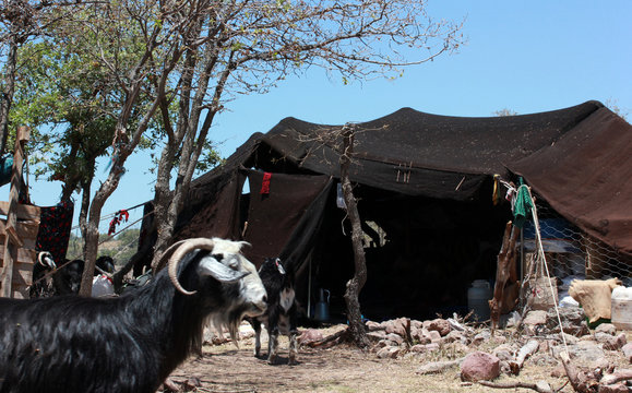 Goat and black tent, nomadic life.