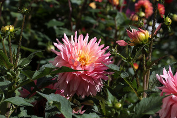 semi-cactus dahlia melody gipsy