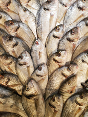 healthy fish at the market