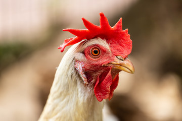 Portrait of white-beige hen on the farm