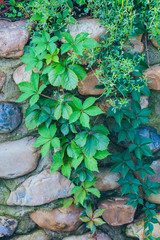 Green ivy leaves on brown stone wall outdoor after rain，Parthenocissus tricuspidata