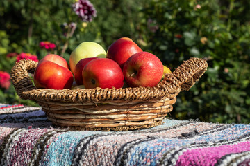 Ripe and red apples in a basket on a bench among greens and flowers.
