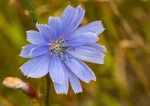 Common chicory blue flowers blossom, macro. Wild herbal plant closeup