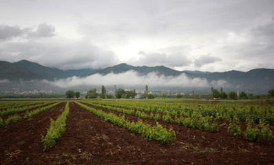 beautiful vineyards and cloudy sky