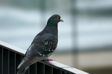 Vögel in der Natur