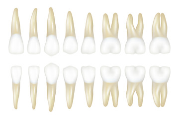 Type tooth. Stomatology medical dentist realistic white tooth vector illustrations. Dental medical tooth model, health medicine