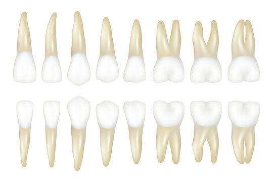 Type tooth. Stomatology medical dentist realistic white tooth vector illustrations. Dental medical tooth model, health medicine
