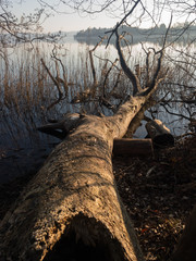 Panoramic view of the lake shore with felled tree trunks.