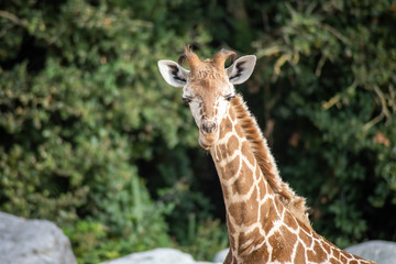 girafe