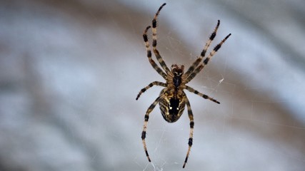 Spinne am Netz hängend