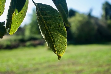 Blätter am Baum hängend