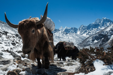 Yak in Nepal mountain