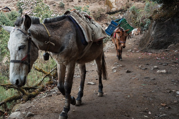 donkey in mountain