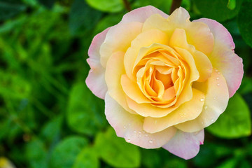 Pink and yellow rose flower. Close-up photo of garden flower with shallow DOF