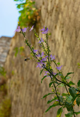 on the castle, in the city Kotor, Montenegro