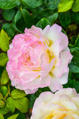 Pink and yellow rose flower. Close-up photo of garden flower with shallow DOF