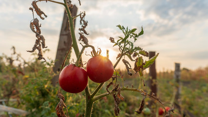 tomato on a bush close-up