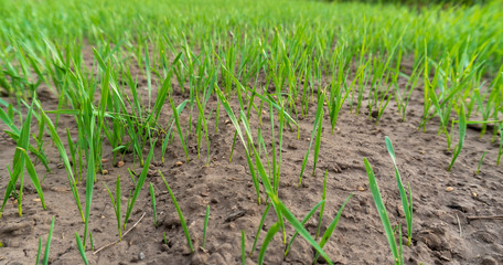 green grass close-up
