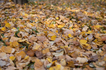 Autumn leaves background. A lot of leaves lie on ground.