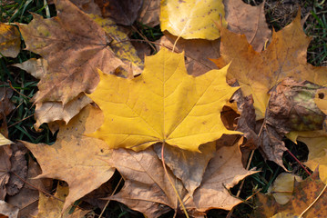 Maple leaves. Yellow - orange close-up leaf in autumn.