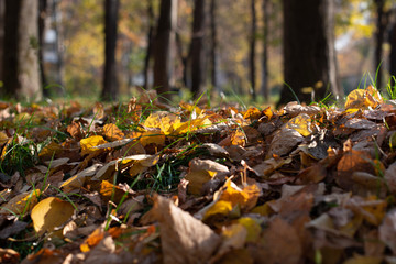 Autumn leaves in park. Selectable focus on the leaves. Green grass and yellow leaves.