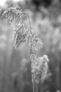A stalk of wild grass is covered in seed pods and soft white hairs. It is seen against a background of similar grases which are out of focus. The photograph is in black and white.