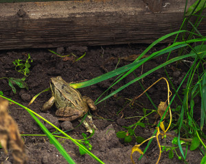 Frog came into the garden, she sits on the bed with near the fence
