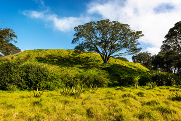 Mt. Eden Tree