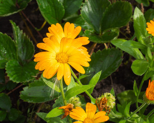 Bright orange calendula flowers in the outdoor garden