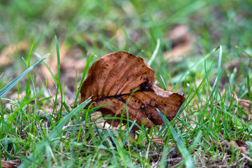 foglia autunno in campagna