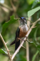 Talamanca hummingbird or admirable hummingbird (Eugenes spectabilis) is a large hummingbird. The admirable hummingbird's range is Costa Rica to Panama