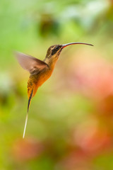 Talamanca hummingbird or admirable hummingbird (Eugenes spectabilis) is a large hummingbird. The admirable hummingbird's range is Costa Rica to Panama