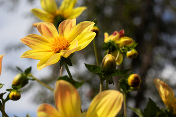 Yellow dahlia flower in the garden.
