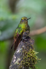 Fototapeta na wymiar Talamanca hummingbird or admirable hummingbird (Eugenes spectabilis) is a large hummingbird. The admirable hummingbird's range is Costa Rica to Panama