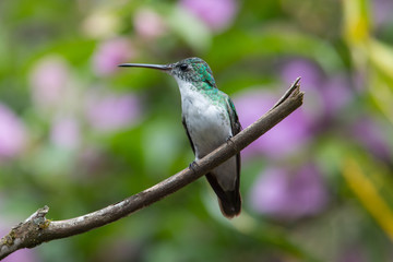 Talamanca hummingbird or admirable hummingbird (Eugenes spectabilis) is a large hummingbird. The admirable hummingbird's range is Costa Rica to Panama